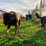 Residencia Canina en Salamanca: Para tu mascota el mejor servicio
